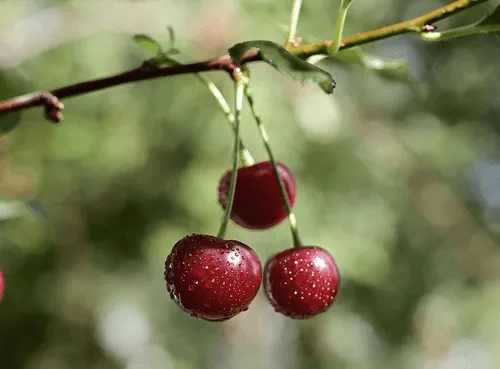 three red cherries hanging from tree branc