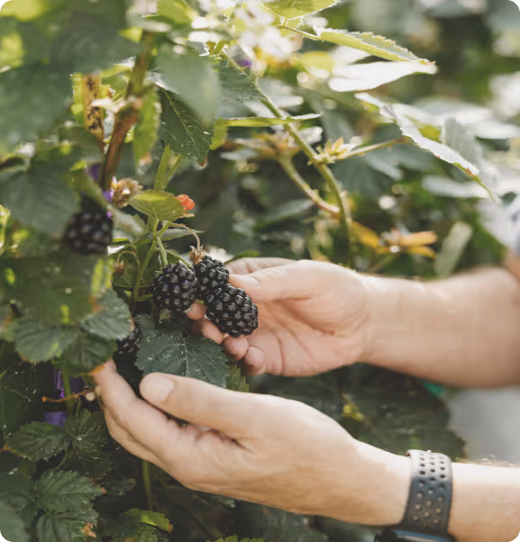 Harvesting improved blackberry varieties grown through gene editing