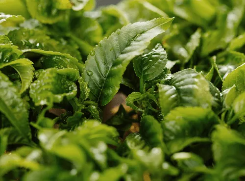 Healthy leafy greens used in agricultural research and developmen