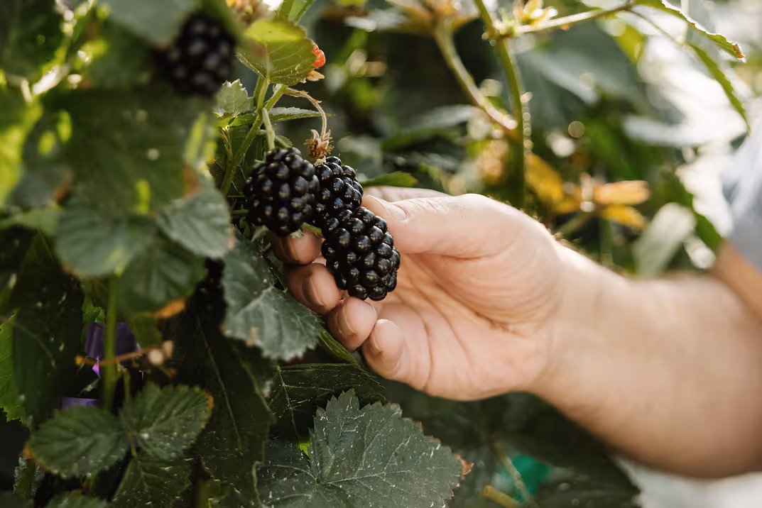 Harvesting ripe blackberry in agricultural research facility