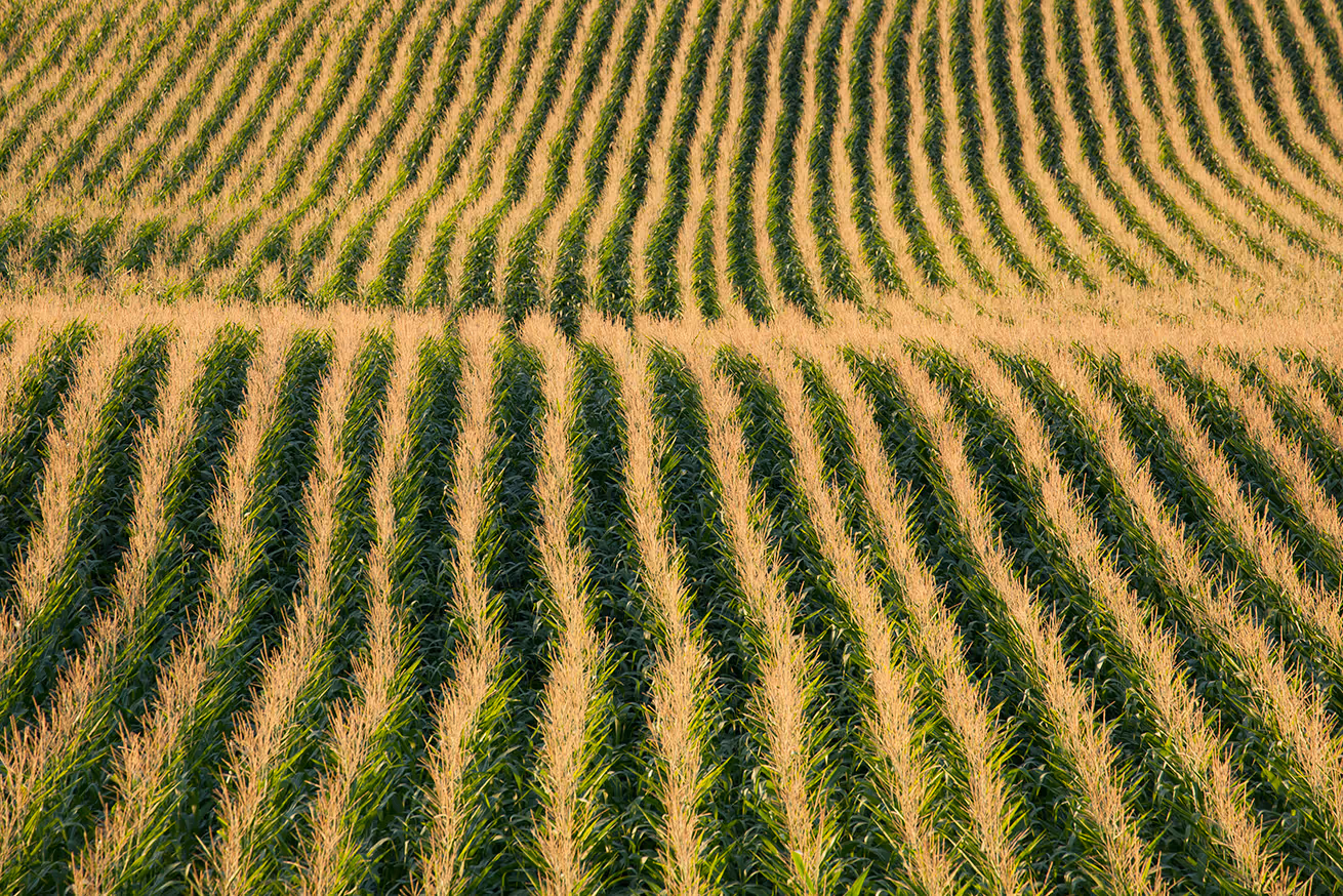 Rows of mature corn plants growing uniformly in a large agricultural field