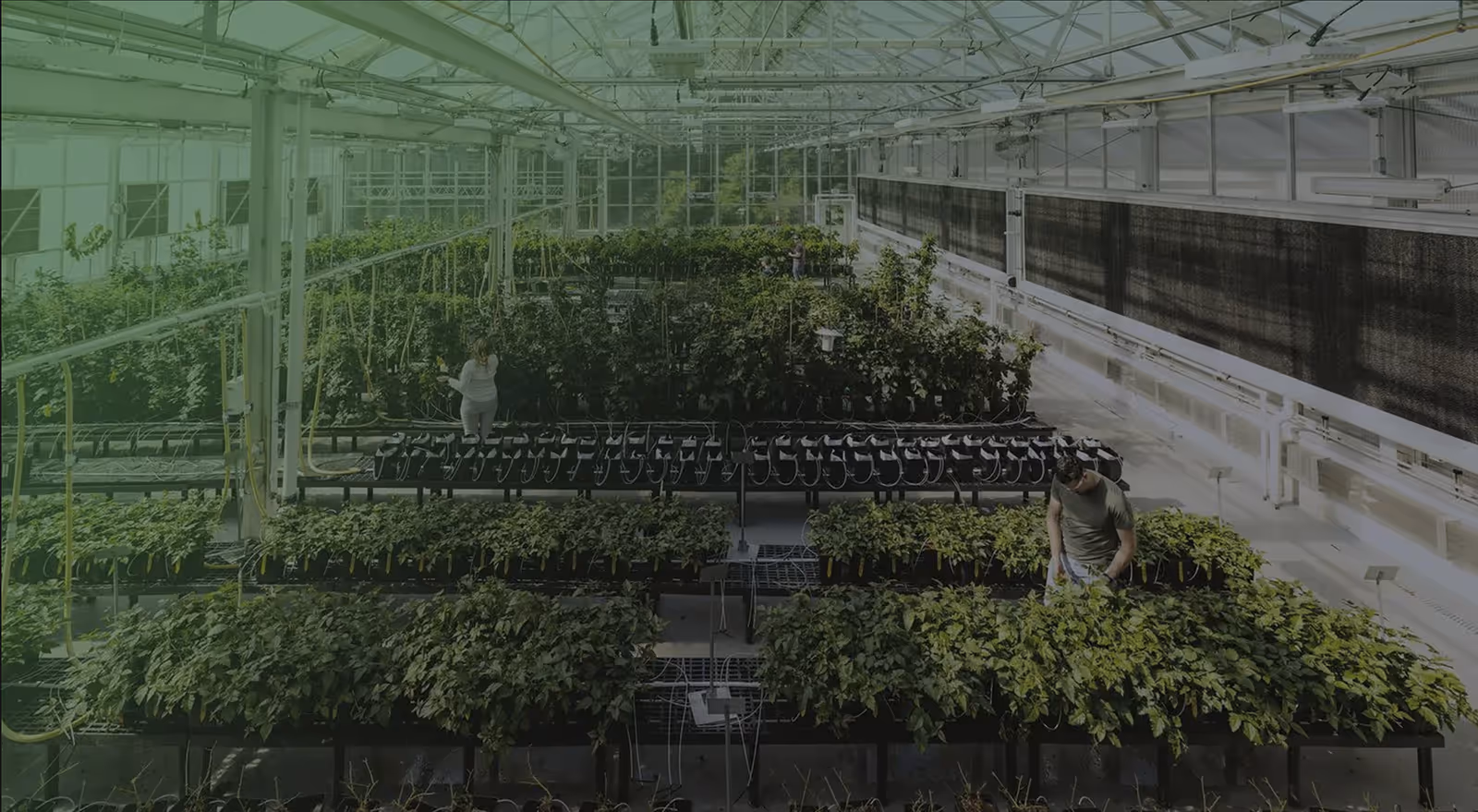 Innovative greenhouse at Pairwise used for advanced agricultural research and crop development
