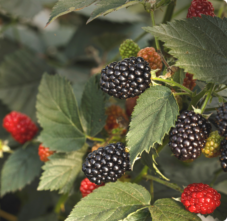 Moras compactas Fontana creciendo en la planta