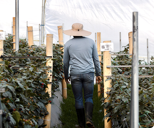 Productor caminando entre hileras de plantas de mora en espaldera