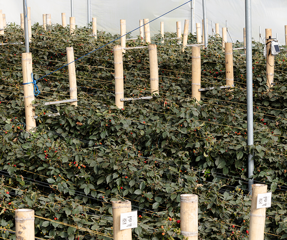 Hileras de plantas de mora Fontana en espaldera dentro de un invernadero