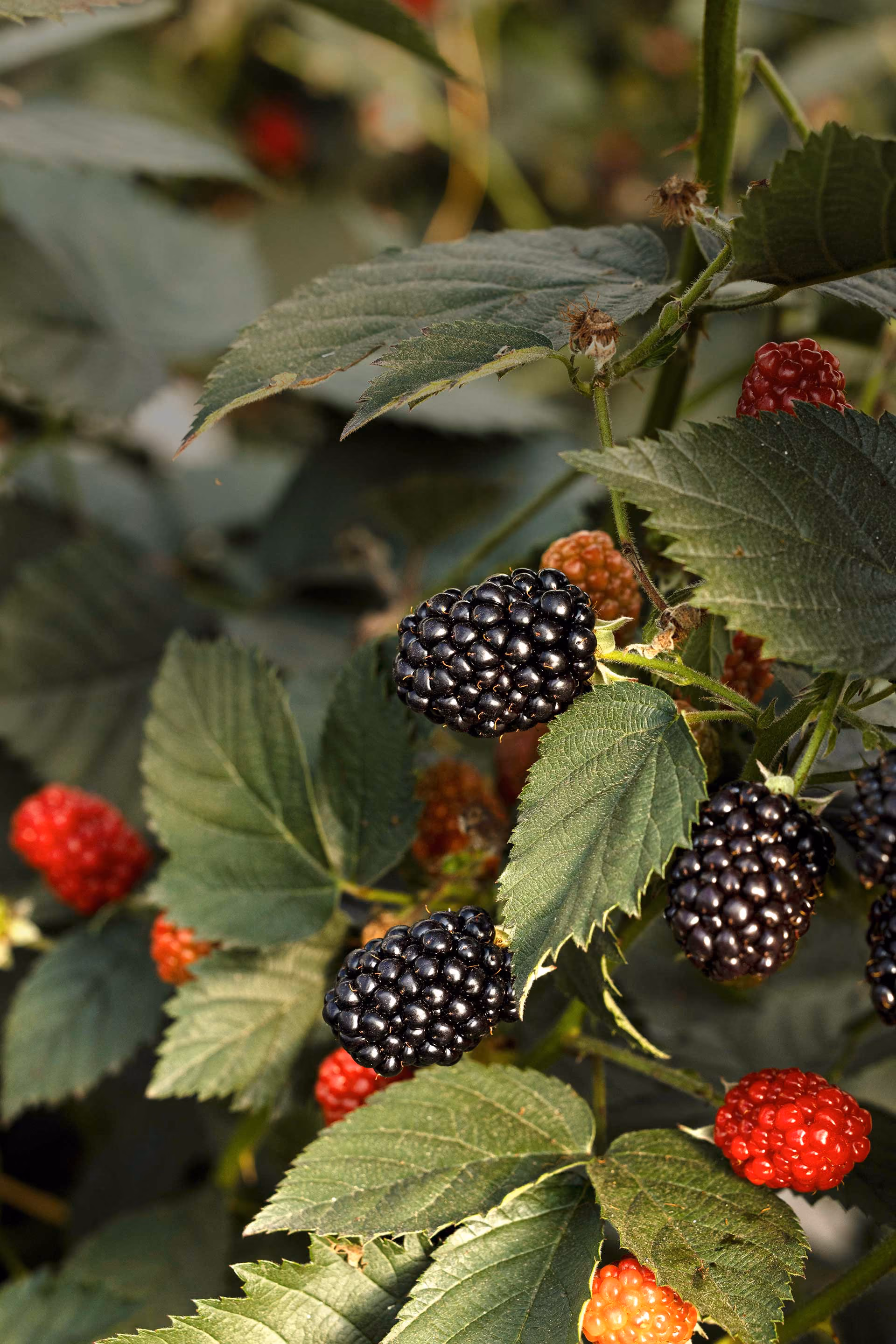 Fontana compact blackberries growing on the plant
