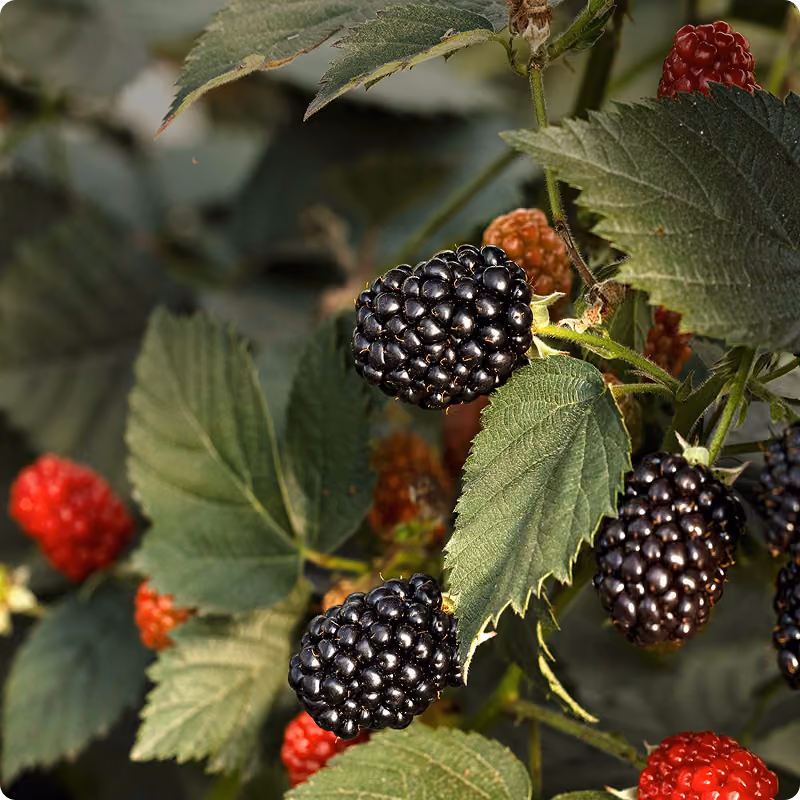Fontana compact blackberries on the plant
