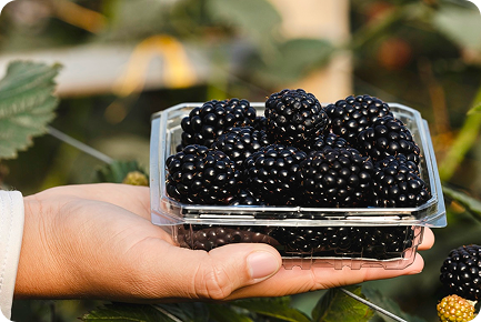 Mano sosteniendo un envase de moras recién recolectadas en el campo