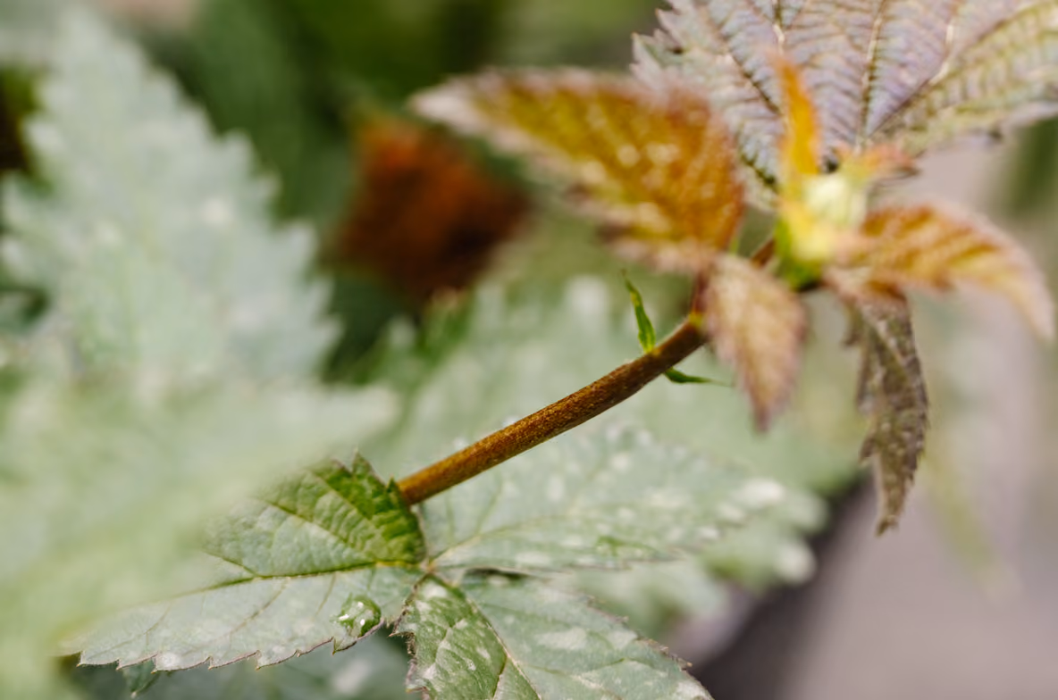 Close-up of a thornless blackberry cane