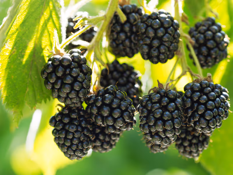 Pairwise Develops First Seedless Blackberry with Transformative CRISPR Technology