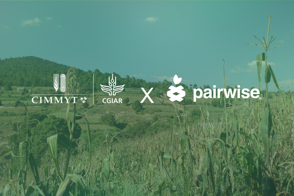 Pairwise licencia herramientas de edición genética al CIMMYT para acelerar la transformación de los sistemas agrícolas en pequeña escala