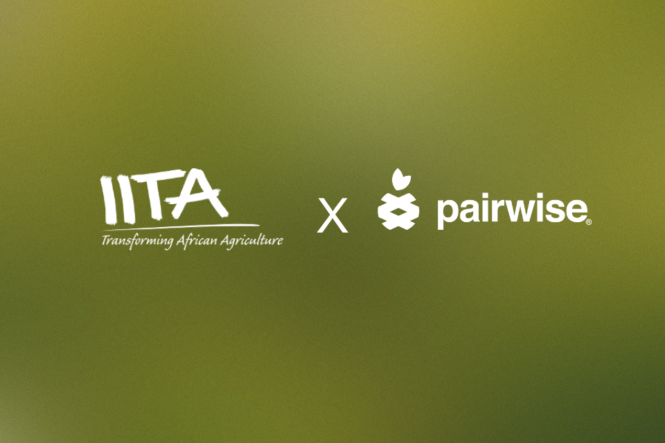 IITA and Pairwise Secure $3.8M to Boost Yam Production Through Gene Editing