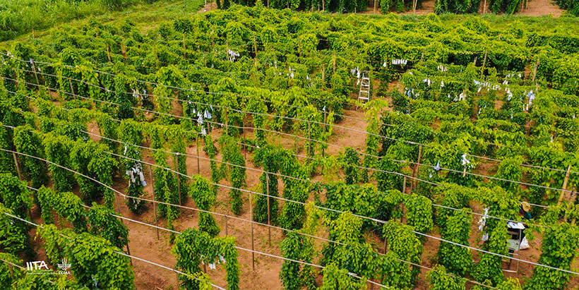 IITA and Pairwise Secure $3.8M to Boost Yam Production Through Gene Editing