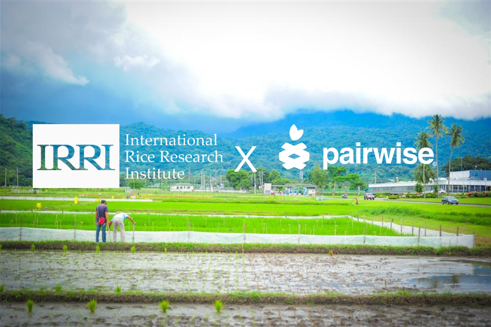Pairwise Licenses CRISPR Platform to International Rice Research Institute to Advance Climate-Resilient, Nutritious Rice