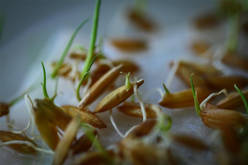 Pairwise Licenses CRISPR Platform to International Rice Research Institute to Advance Climate-Resilient, Nutritious Rice