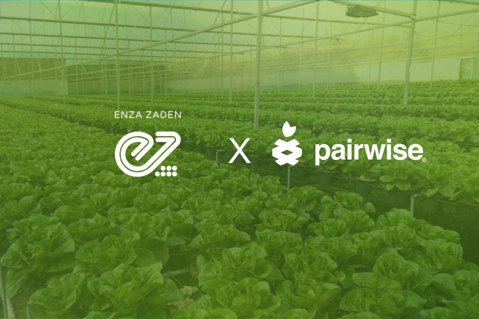 Enza Zaden and Pairwise Join Forces to Drive Sustainable Innovation in Vegetable Breeding