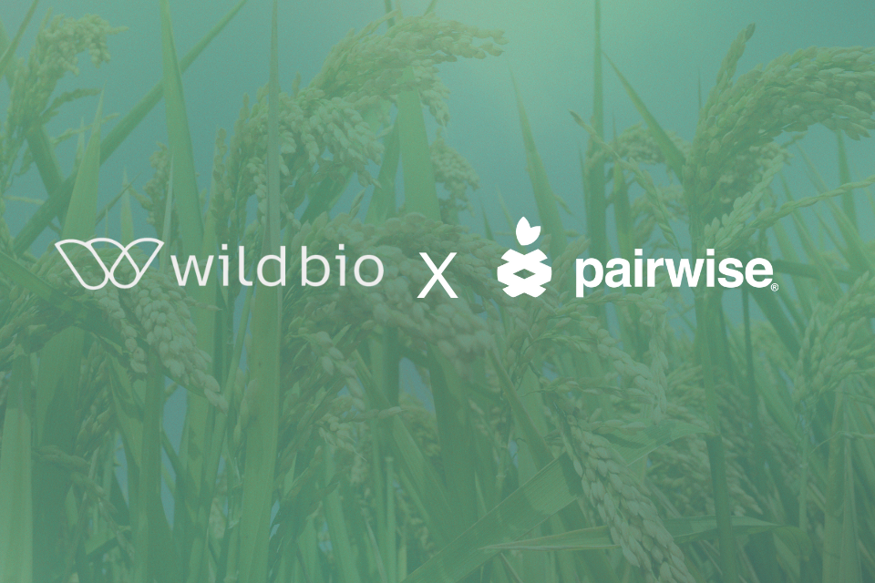 Pairwise Licenses Fulcrum® CRISPR Platform to Wild Bioscience  Fulcrum® tools to support AI-driven crop trait development 