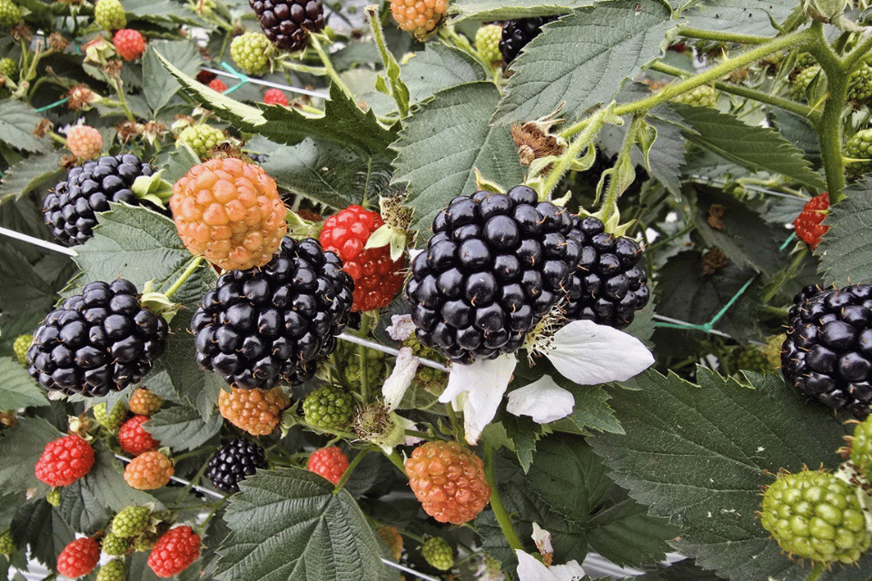 Featured in The Economist: A basket of new fruit varieties is coming your way