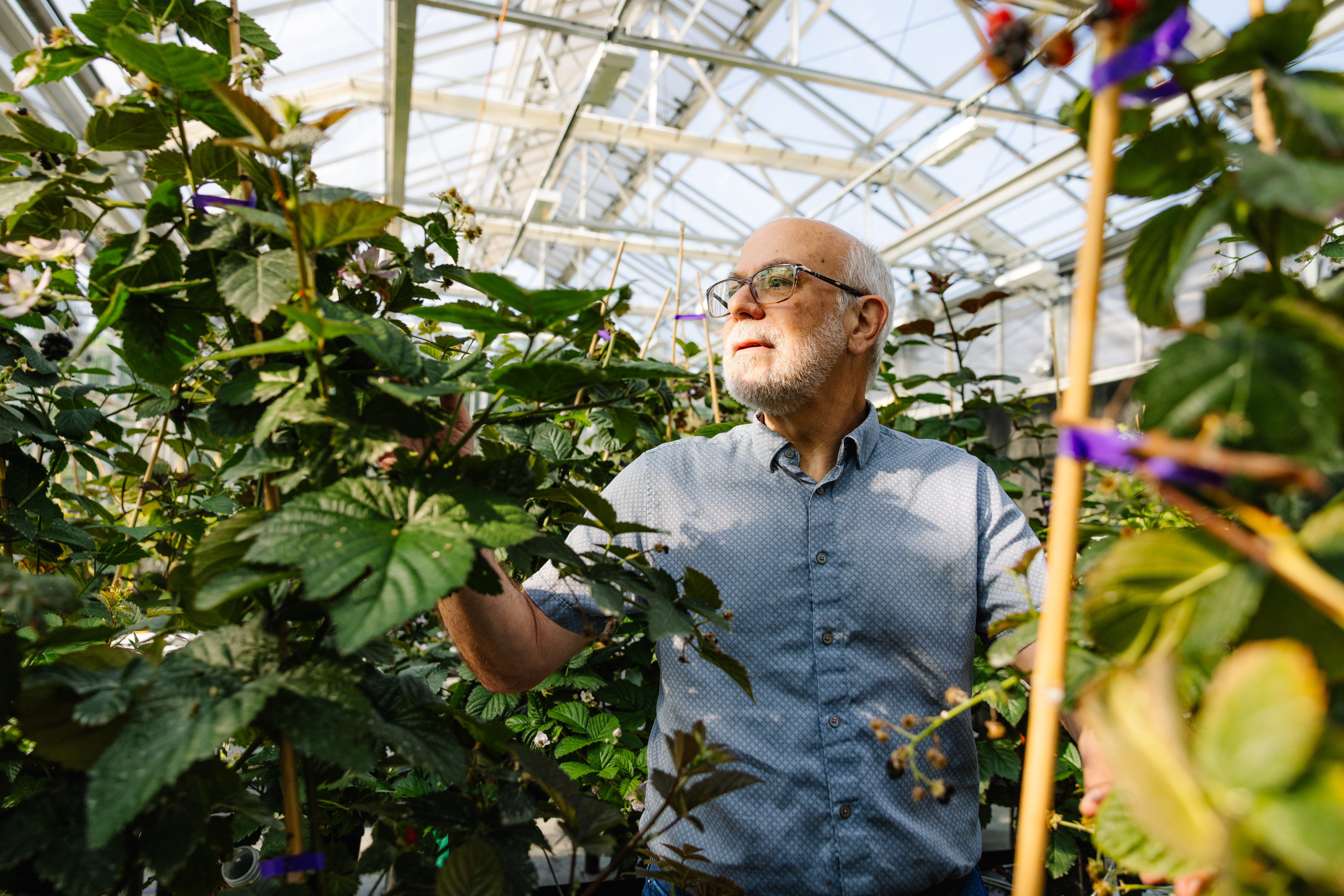 Feaured in WIRED: Seedless Blackberries and Cherries That Grow on Bushes Vie to Be the Future of Food
