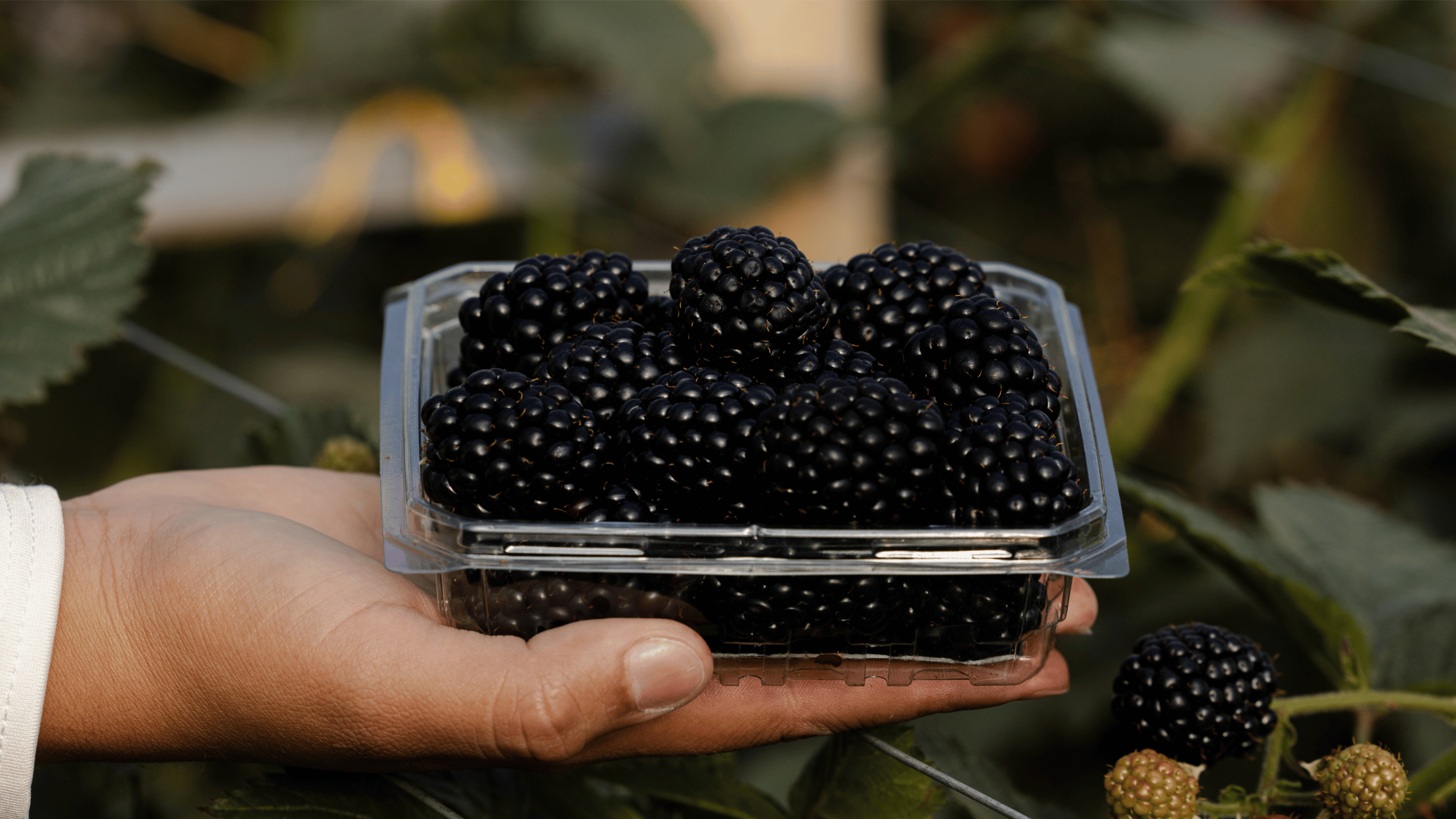 Pairwise Unveils Fontana™, a Breakthrough Blackberry That Redefines Fresh-Market Yield