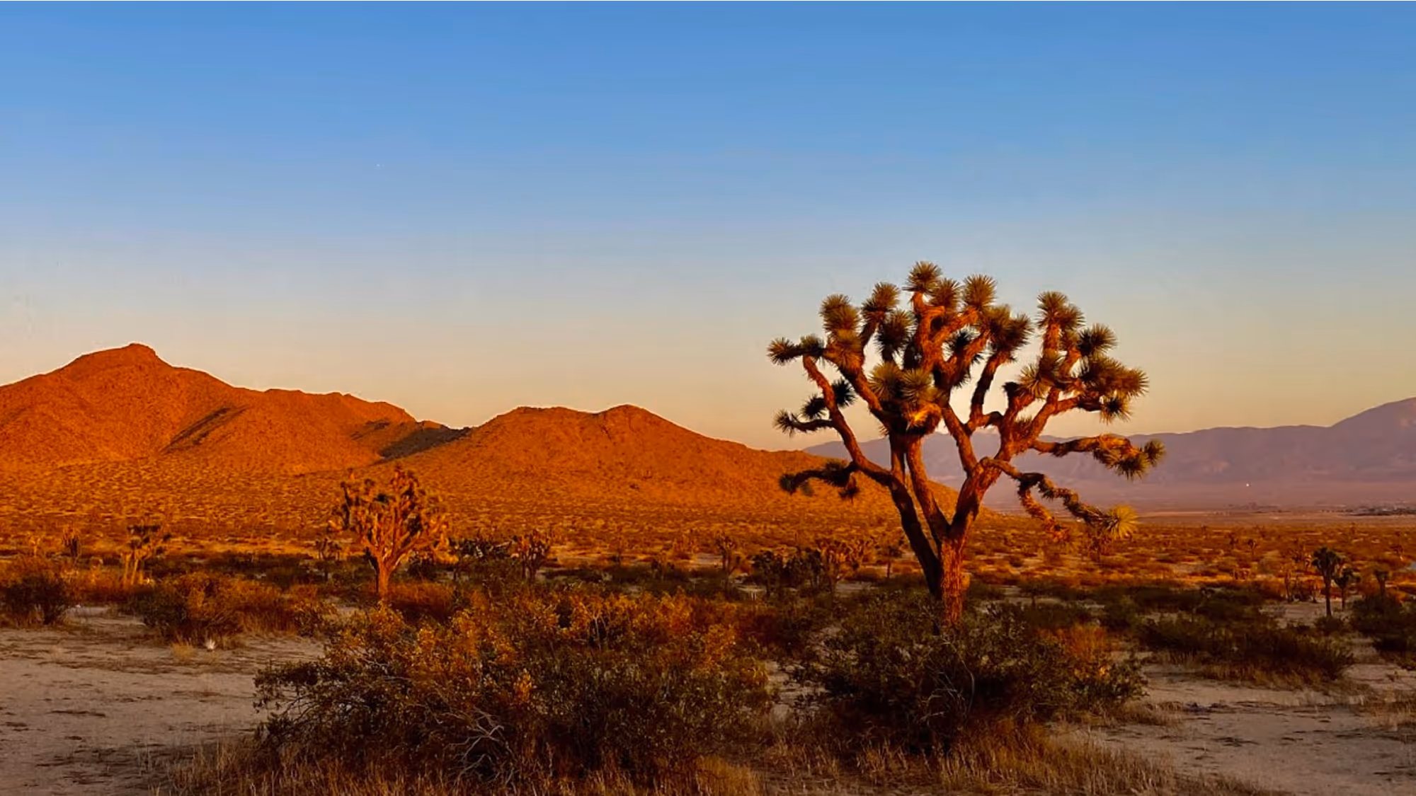 Joshua tree in a desert landscape with reddish mountains and clear blue sky at sunset.