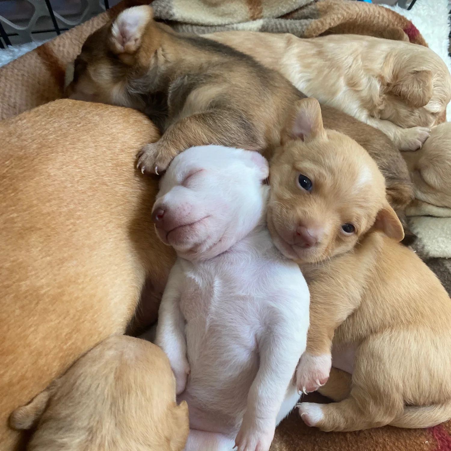A group of newborn puppies cuddled together, one white puppy sleeping with a light brown puppy resting beside it.