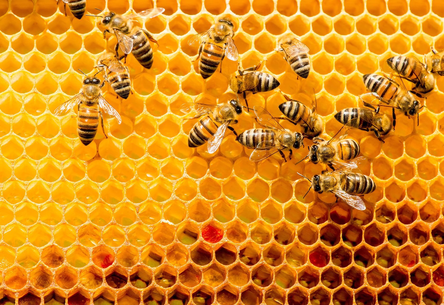 Bee's on honeycomb