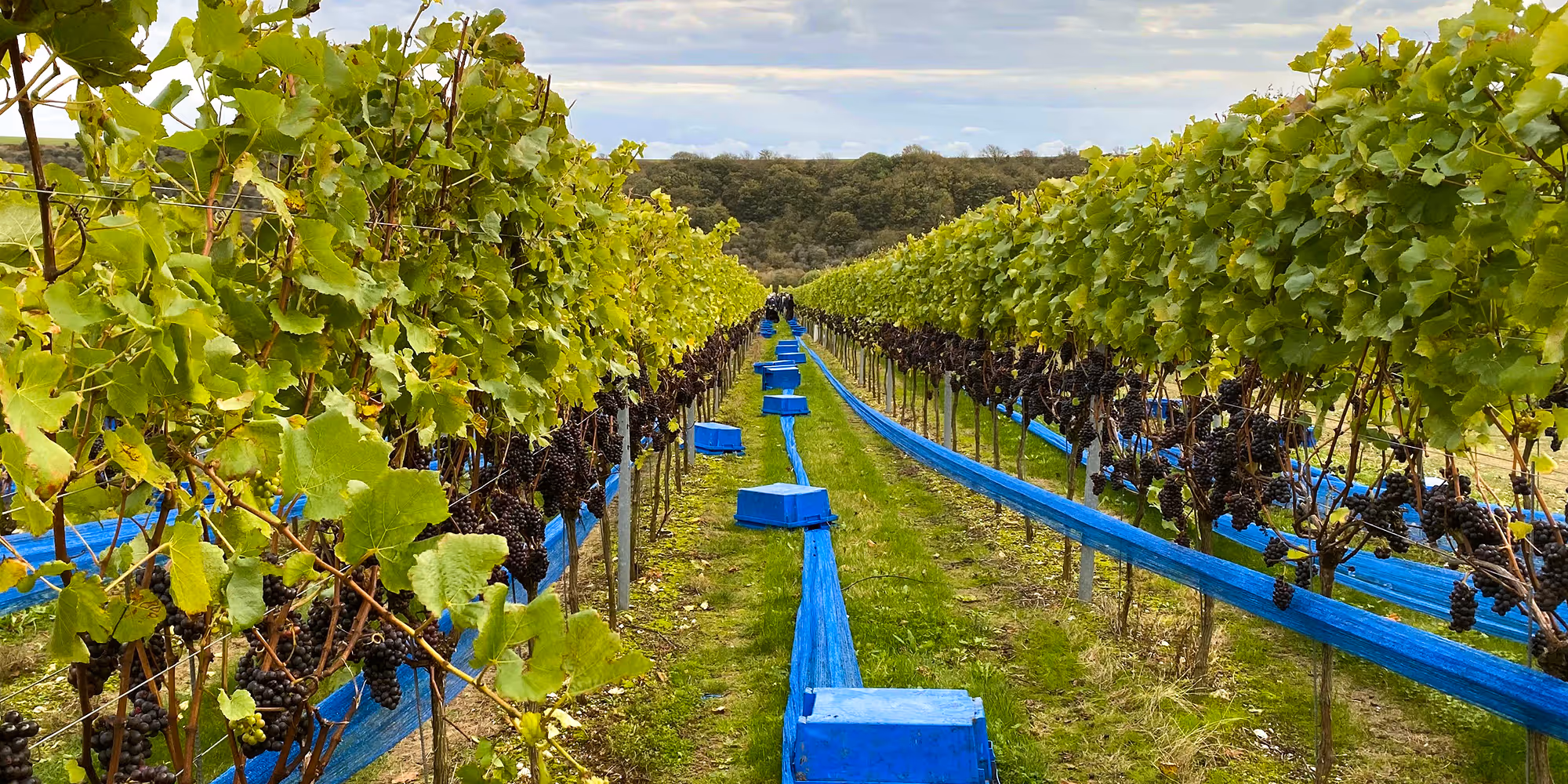 Vinyard 2 | Silverback