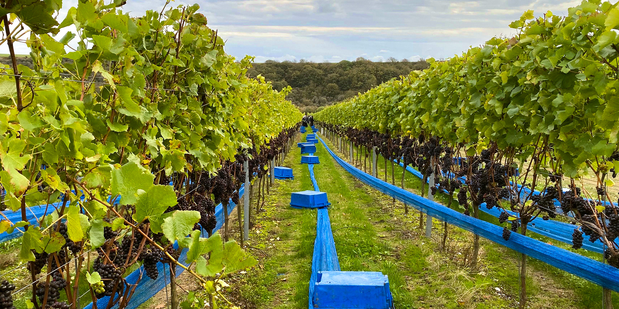A vineyard with blue tape and boxes ready for collection
