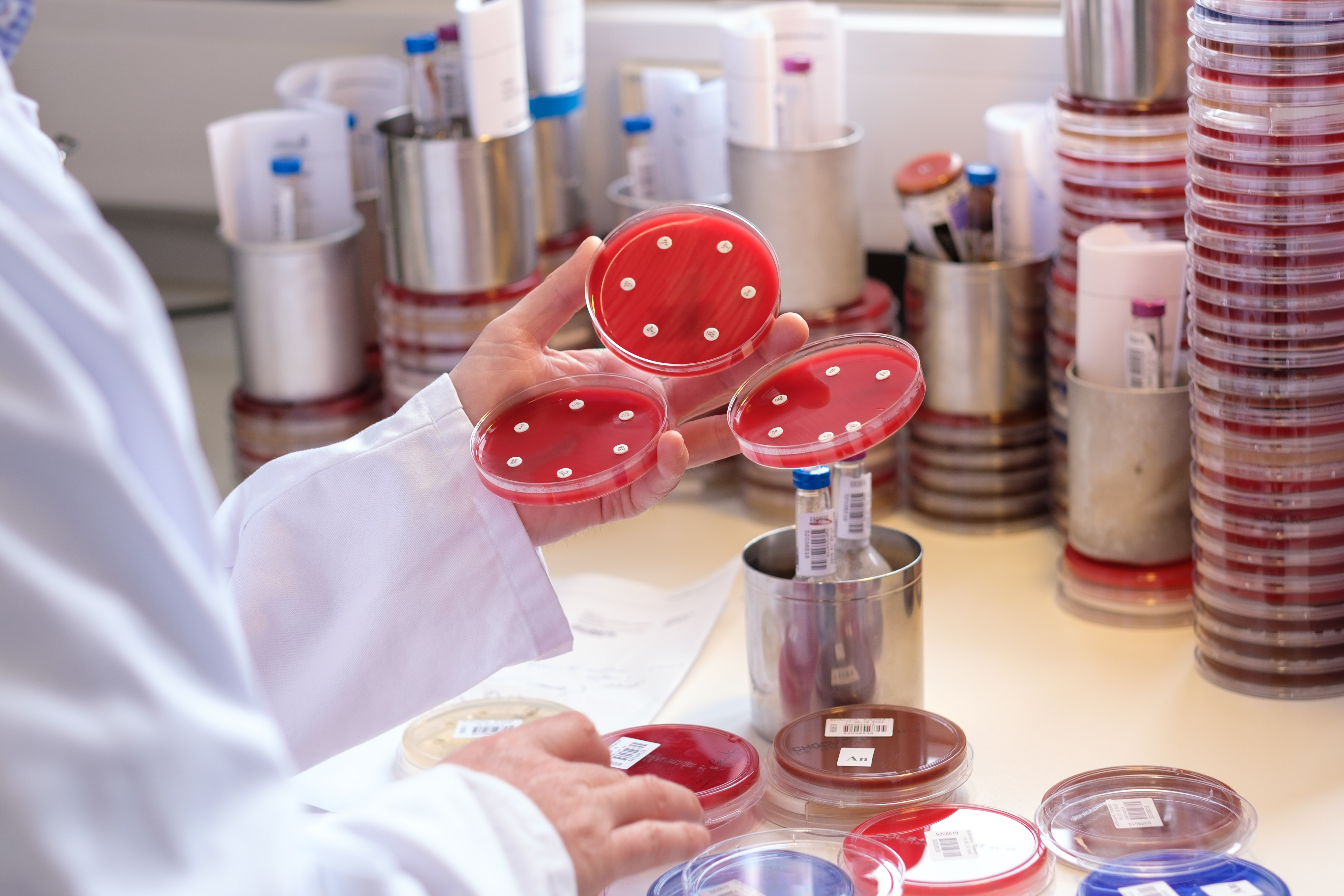 Modern microbiology research laboratory for ESKAPE pathogen studies