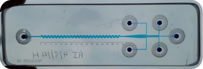 Microfluidic chip design for bacterial adhesion studies and diagnostic applications