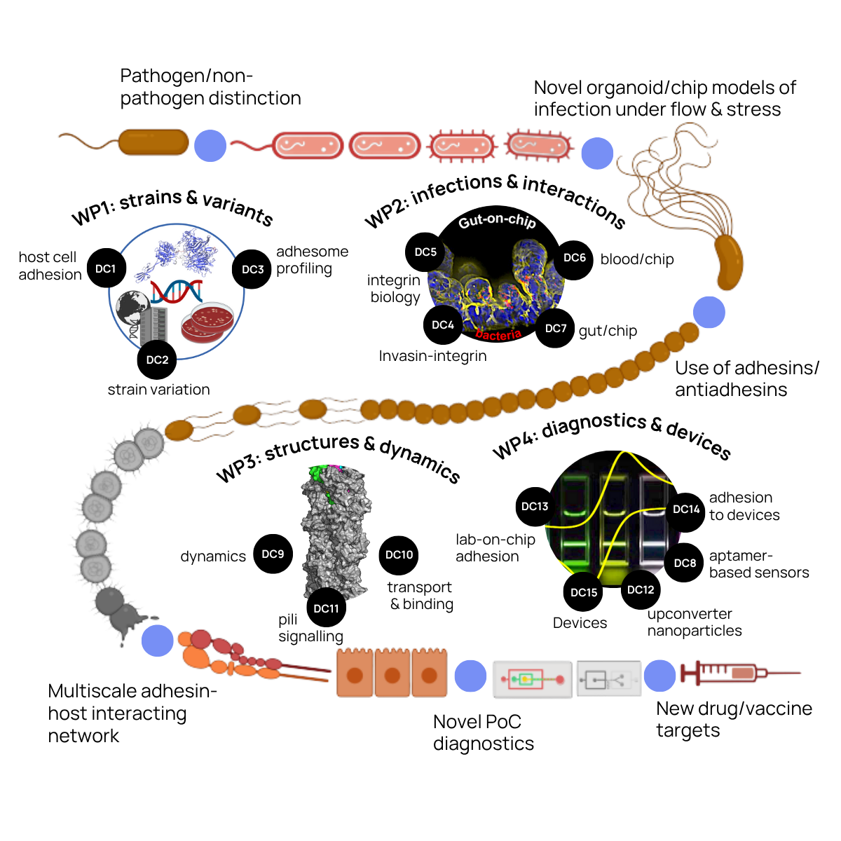 European doctoral network collaboration graphic showing multi-institution partnerships