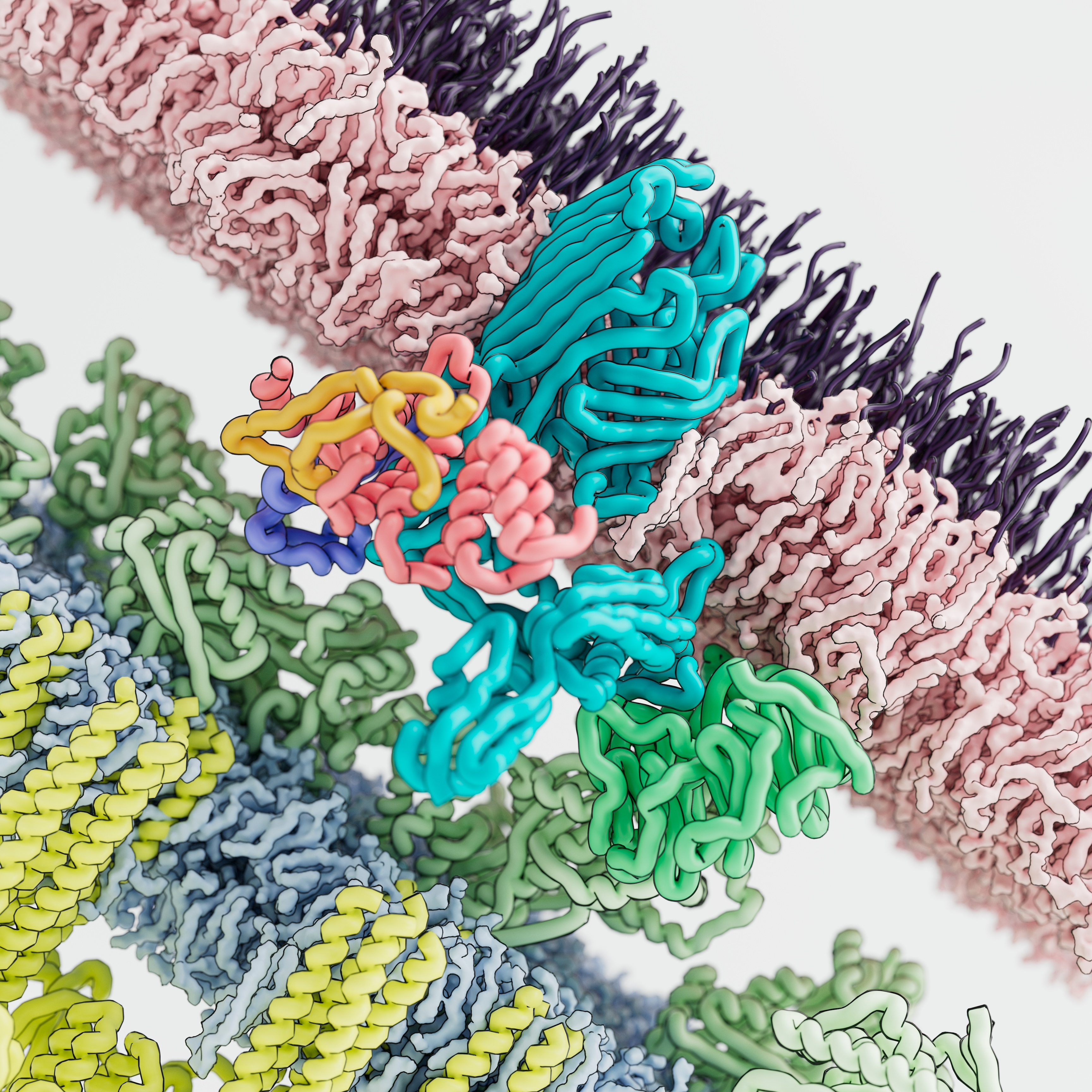 BAM complex structure showing bacterial outer membrane protein assembly mechanism