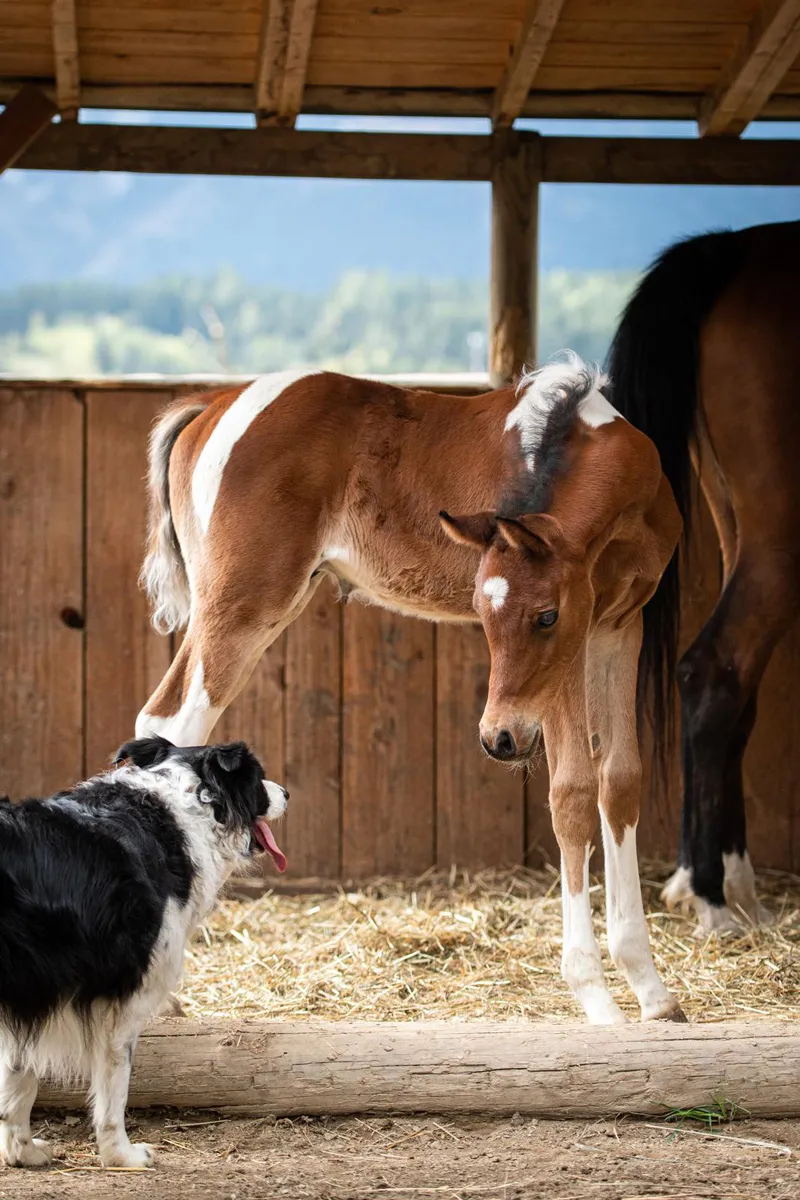 Pintabian / Partbred Araber Hengstfohlen NCS Mr. Lover Lover begrüsst neugierig den Border Collie Dennis.