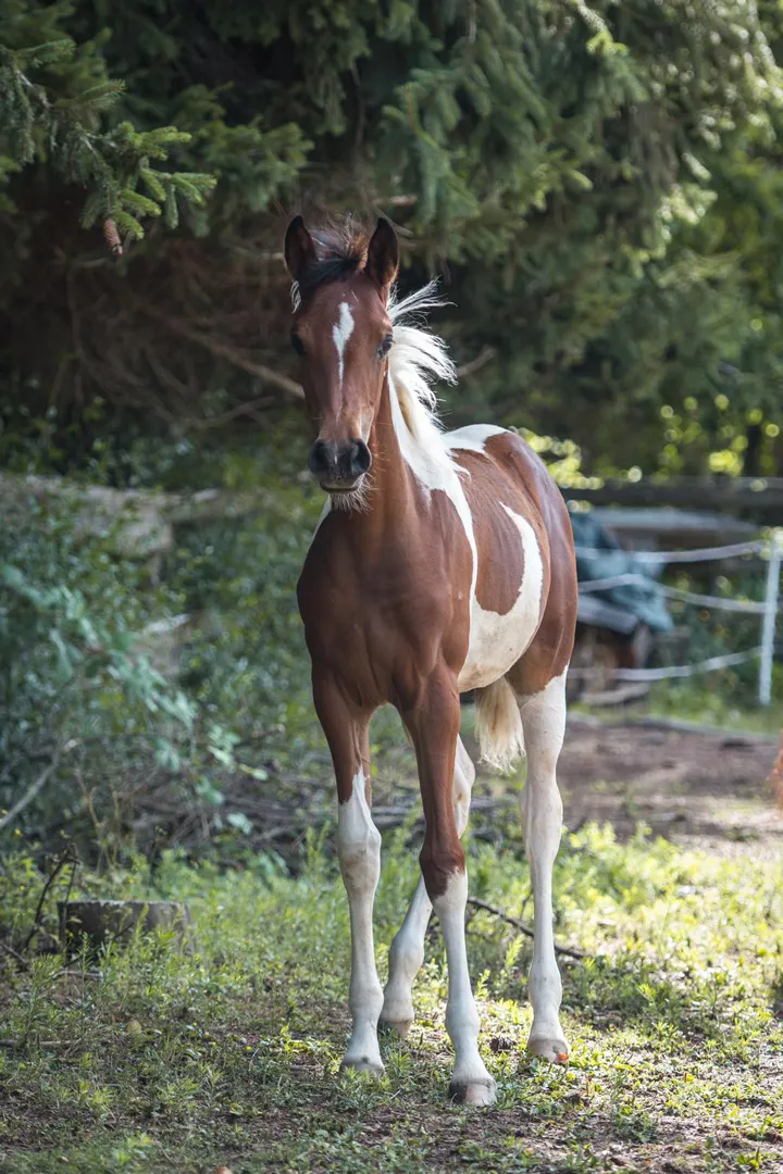 Pintabian Stutfohlen NCS Catch Me If You Can steht unter einem Nadelbaum auf der Weide.