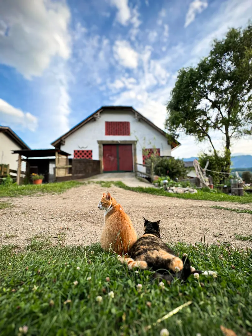 Unsere Katzen Johnny und Face liegen in der grünen Wiese mit Blick auf das rote Tor der Tenne - im Hintergrund des Stalls strahlend blauer Himmel.