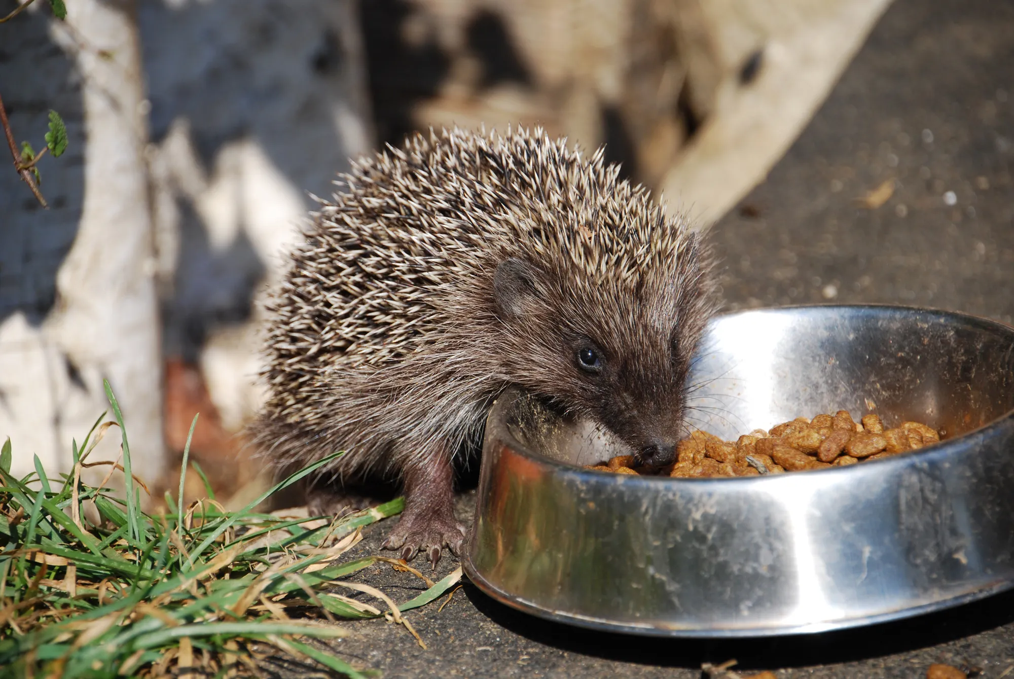 Süßer Igel futtert unseren Katzen ihr Futter weg.