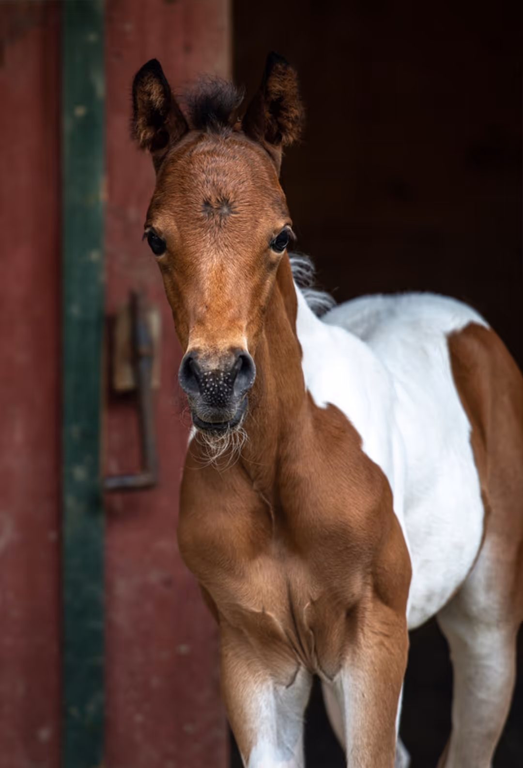 Nahaufnahme eines jungen braun-weißen Pintabian-Fohlens mit dunklem Hintergrund.