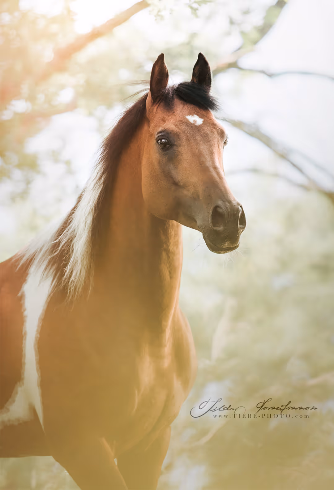 Nahaufnahme eines braunen Pferdes mit schwarzer Mähne und weißen Fell-Abzeichen, unscharfer natürlicher Hintergrund in einem herbstlichen Wald.