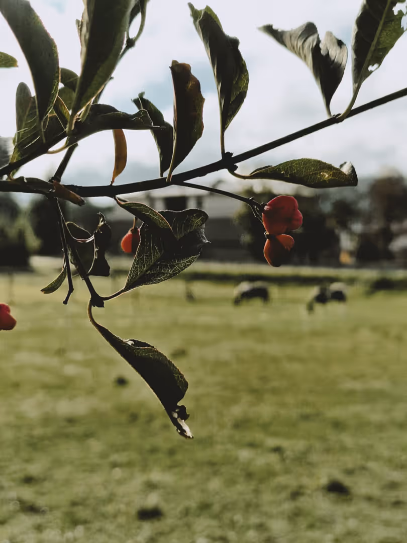 Nahaufnahme eines Astes mit grünen Blättern und roten Beeren vor einer grünen Wiese mit den Pferden von Pinto for Pleasure, mit verschwommenem Hintergrund.