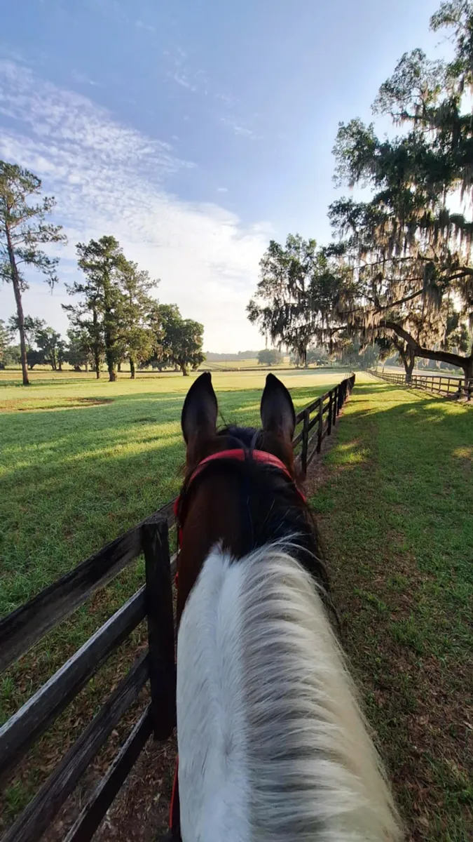 Karina reitet Pintabian Stute NorCal Sierra SnoMary Poppins in Ocala, Florida, USA - Blick vom Rücken eines Pferdes mit weißer Mähne auf einen grünen Zaunpfad und Bäume unter blauem Himmel.