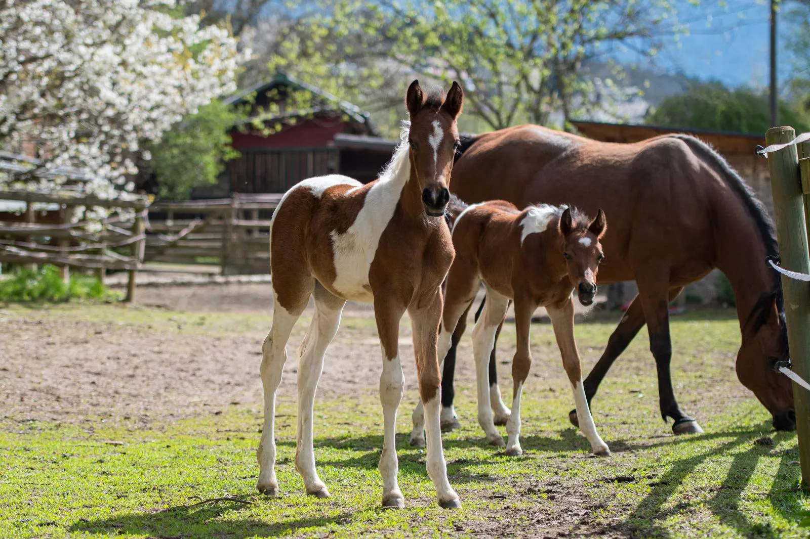 Zwei Pintabian Fohlen grasen auf der Weide bei Pinto for Pleasure in Seeboden und eine Mutterstute steht grasend im Hintergrund.