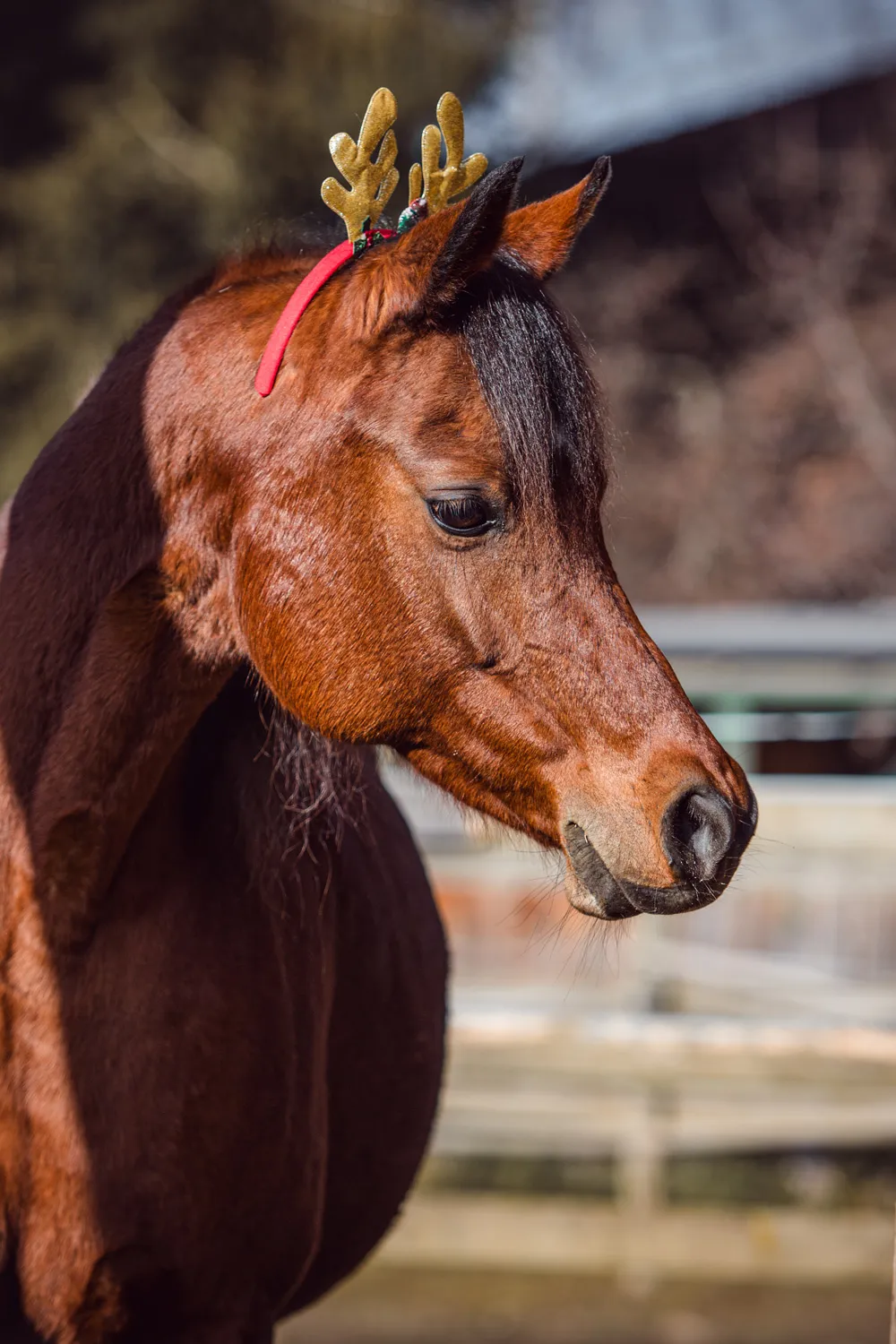 Vollblutaraber Stute Kenna EB mit Weihnachtsdeko Rentiergeweih geschmückt.