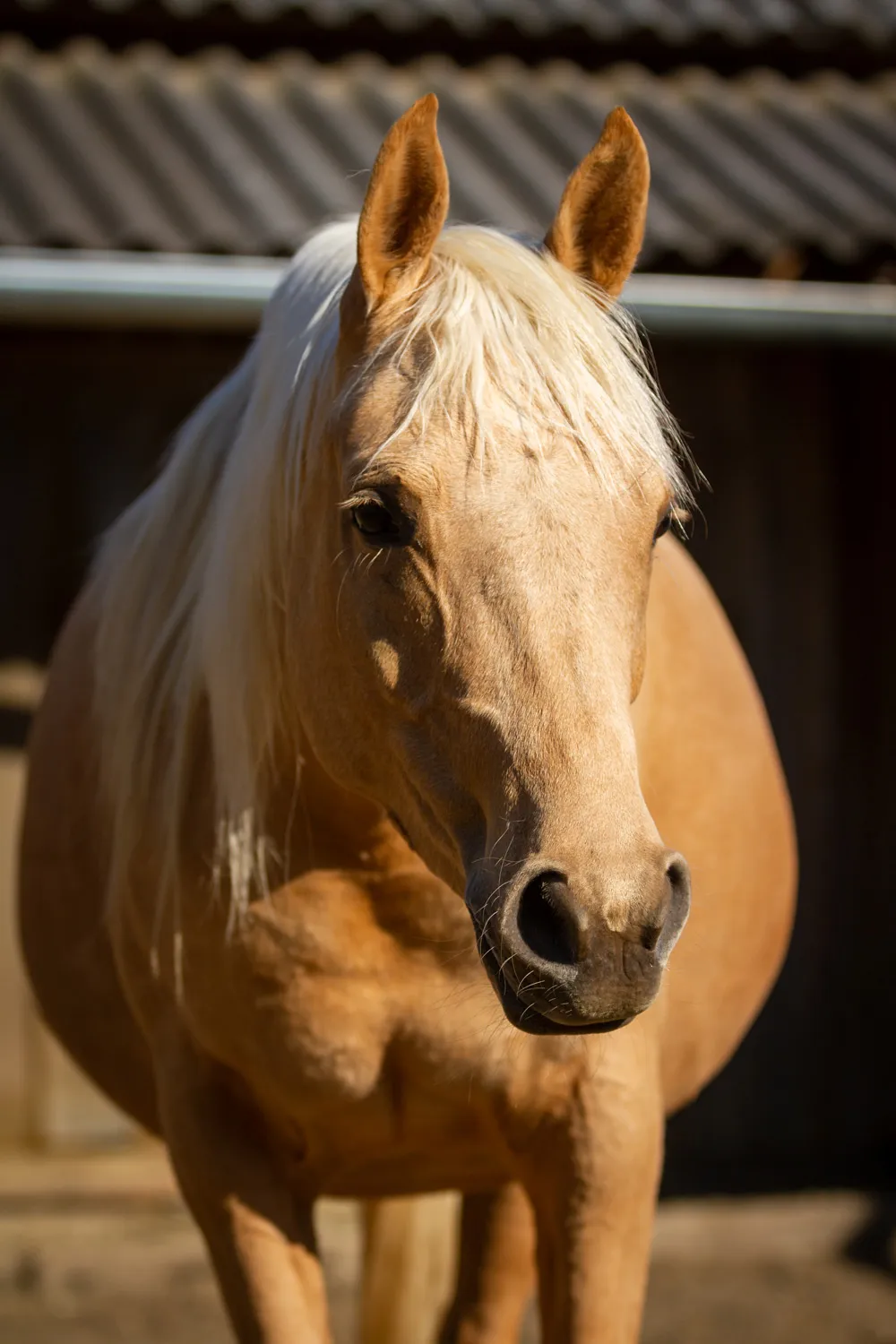 Palomino Partbred Araber Stute WT Bejewelled steht trächtig mit rundem Bäuchlein in ihrem Offenstall und genießt die Sonne.
