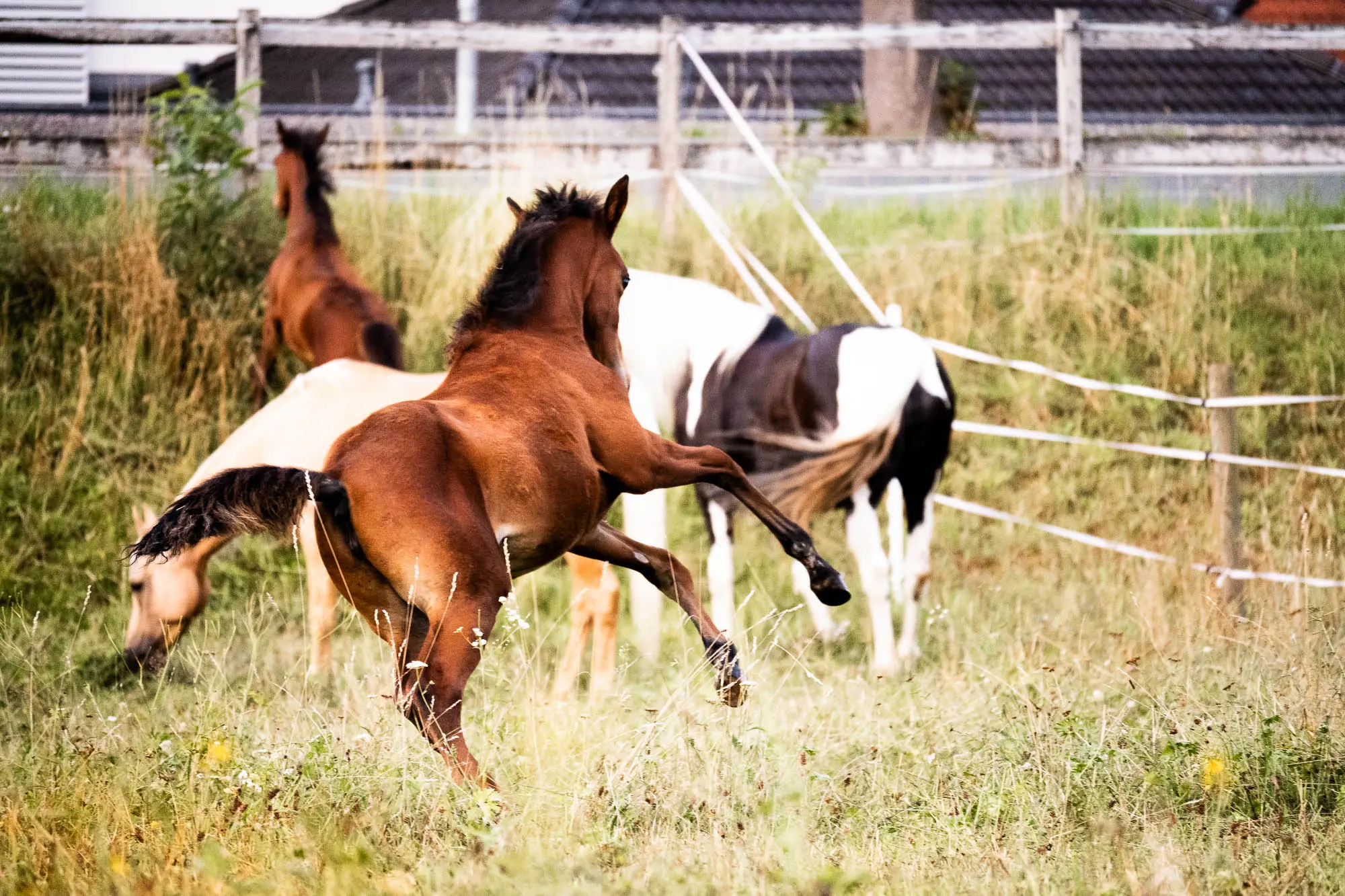 Partbred Araber Fohlen NCS Shamsa Sabaa spielt mit ihrer Partbred Araber Freundin NCS Lumara auf einer grünen Weide mit weiteren Pintabian Pferden im Hintergrund.