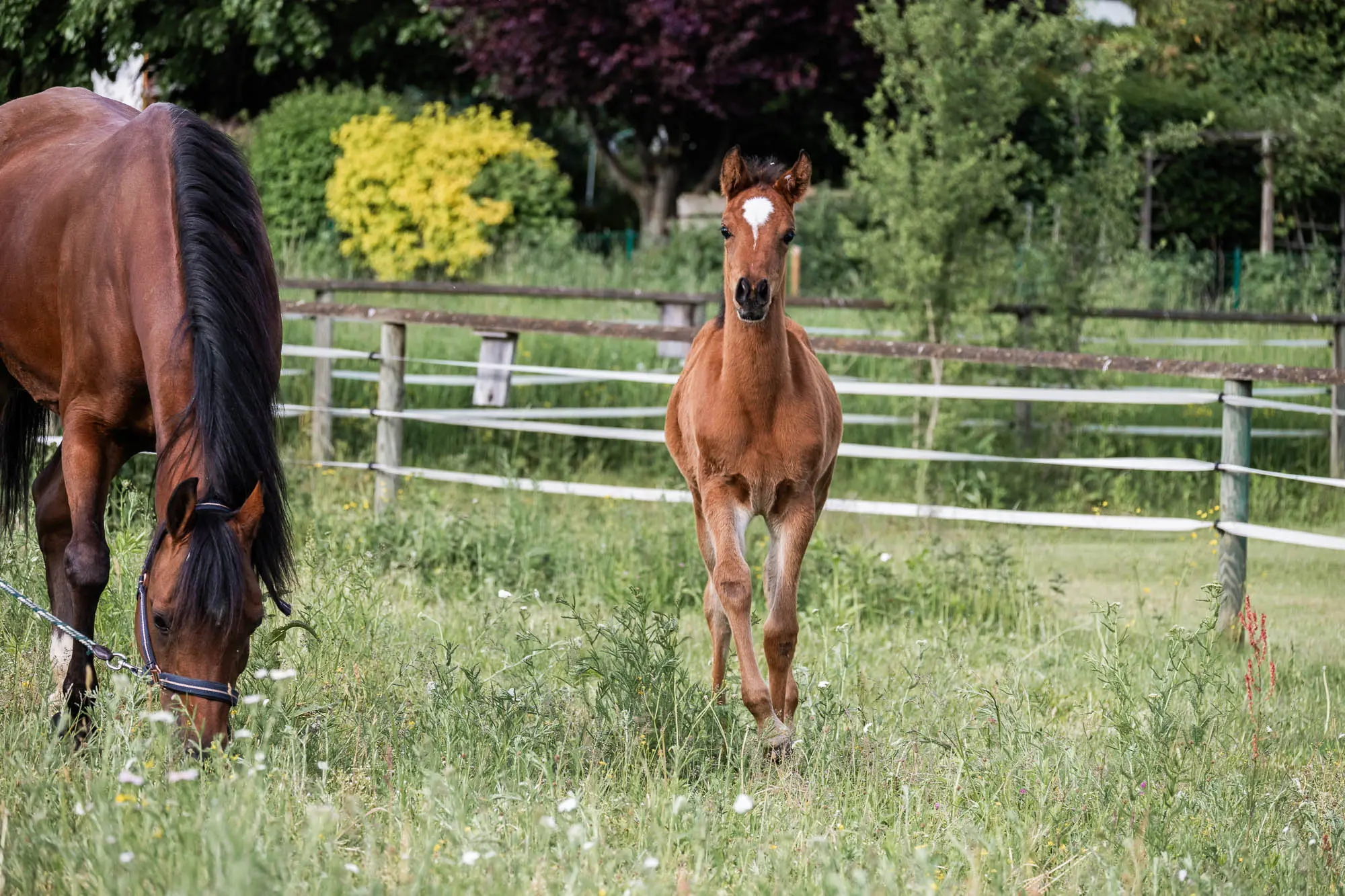 Partbred Araber Fohlen NCS Shamsa Sabaa trabt im Gras einer Koppel, neben einer grasenden Stute mit schwarzer Mähne.