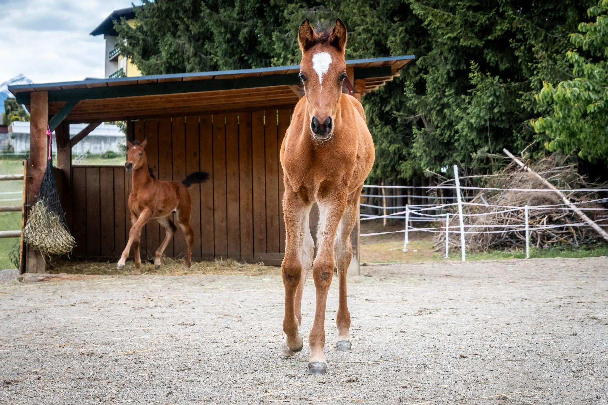 Ein junges braunes Partbred Araber Fohlen mit weißer Stirnabzeichen in Form eines Tropfen läuft auf dem Paddock auf den Fotografen zu, im Hintergrund ein weiteres Fohlen.