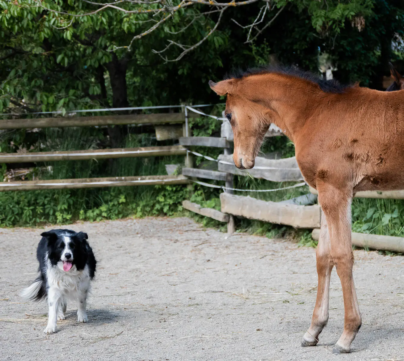 Unser Araber Stutfohlen NCS Shamsa Sabaa steht im Roundpen und beobachtet neugierig unseren schwarz-weißen Border Collie Dennis.