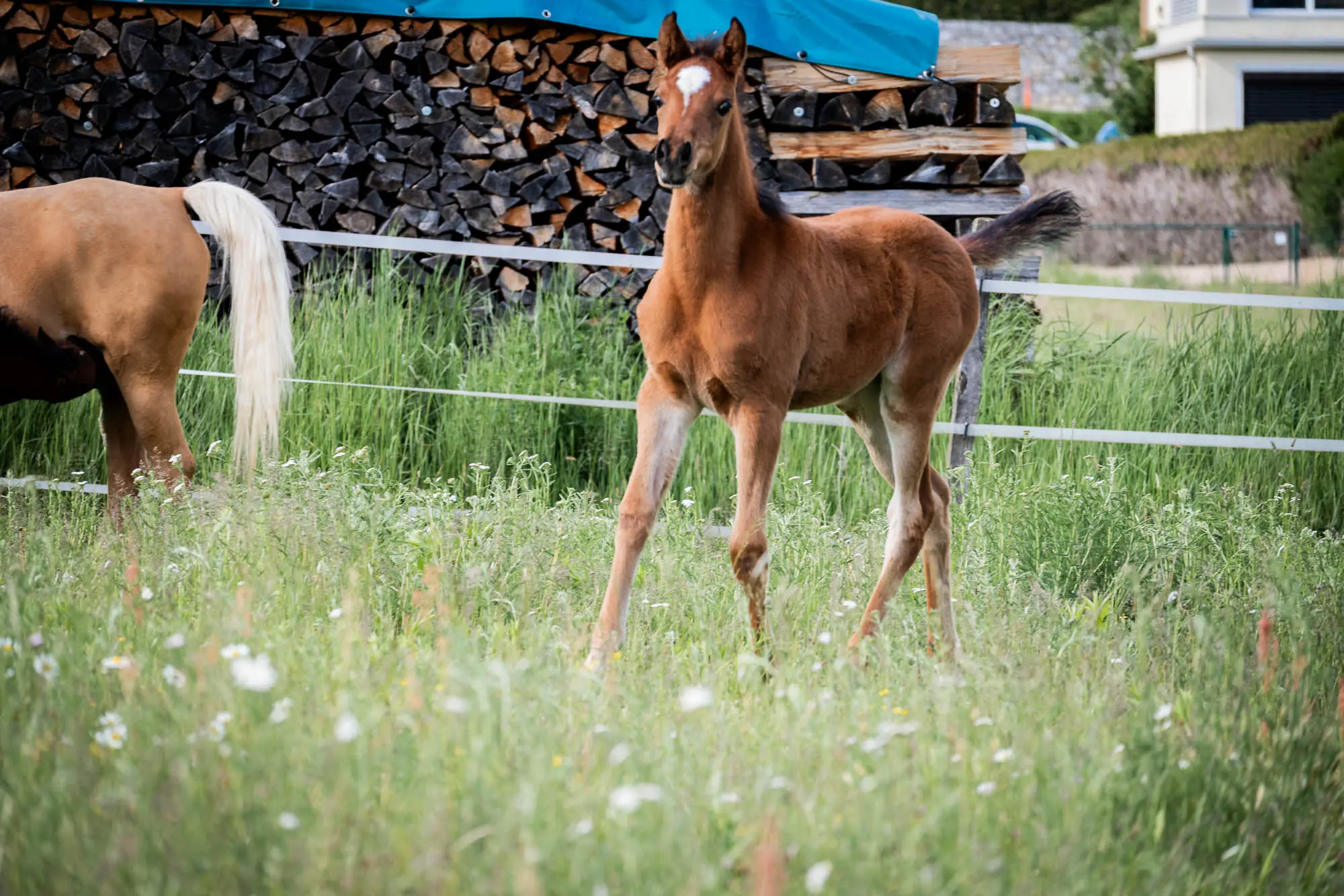 Partbred Araber Fohlen NCS Shamsa Sabaa läuft auf einer grünen Wiese mit einem Pferd und einem großen Holzstapel im Hintergrund.