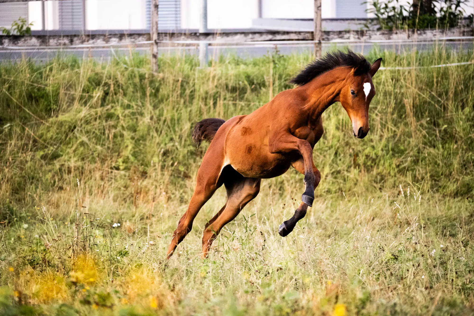 NCS Shamsa Sabaa sringt und spielt auf einer grünen Wiese mit Gras und Blumen.